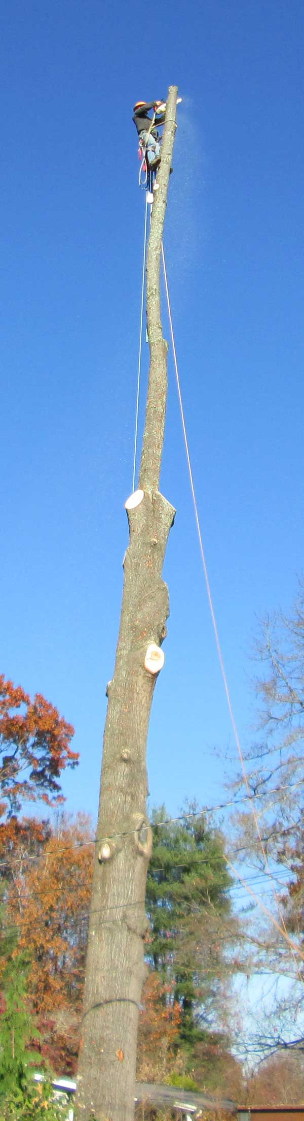 Tree removal close to home and power lines accomplished by tree climbing