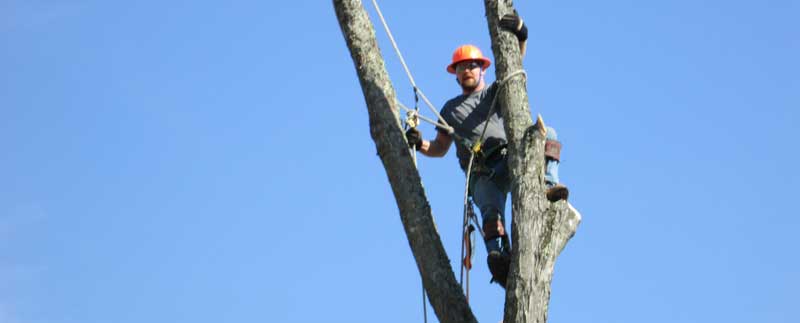 Tree climbing for tree pruning and tree removal in tight spots