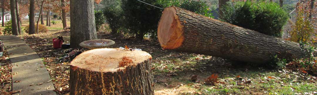 Large tree removal project in Greeneville, TN