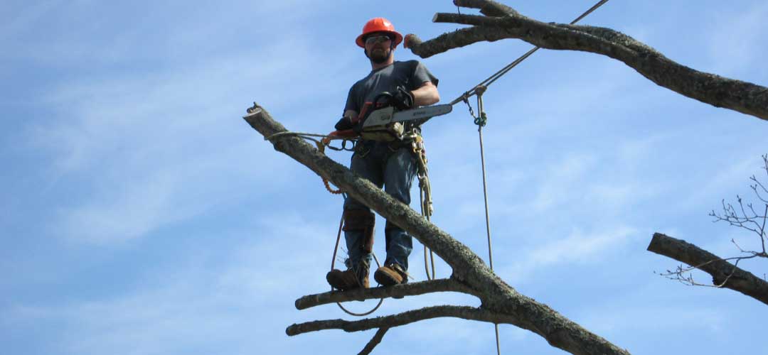 Jason Price, founder of Price's Tree Service offers tree climbing for working near structures and power lines