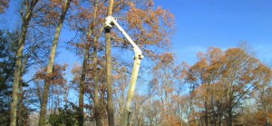 Use of bucket truck for tree service contractor to work quickly and safely.