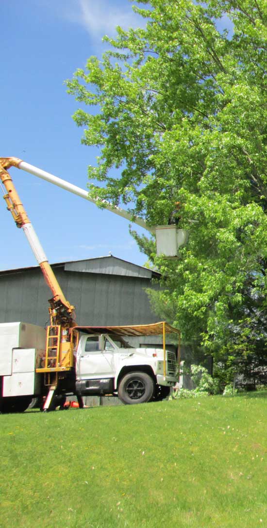 Bucket truck used for efficient tree service for tree pruning and tree removal.