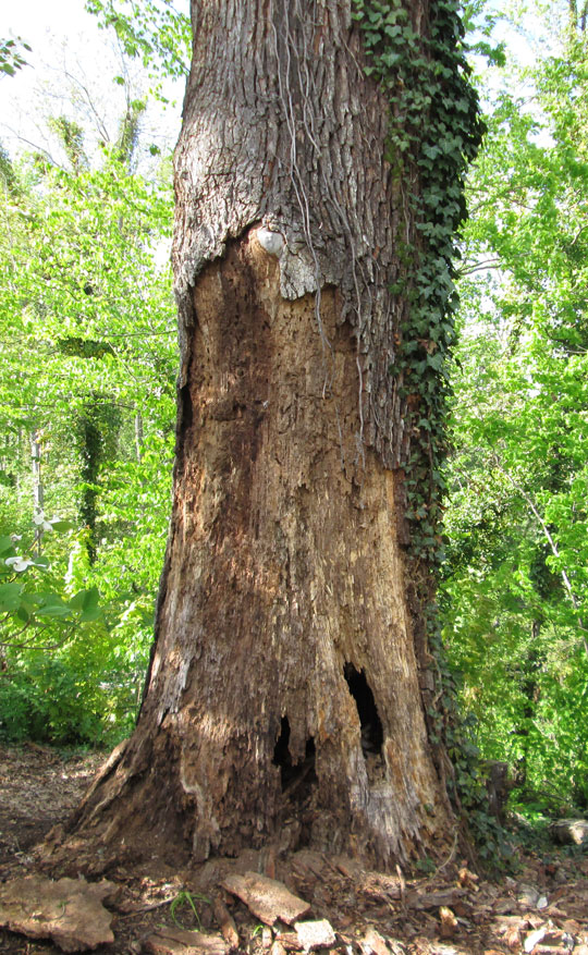 Dangerous Rotten Tree