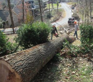 Greeneville Tree Removal