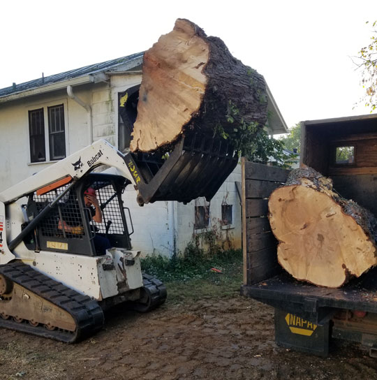 Using A Compact Track Loader to Remove Huge Logs from Tree Work Site