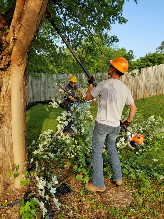 Men Pruning Tree With a Large Pole Saw